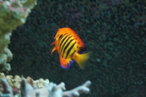 DSC_0100.JPG