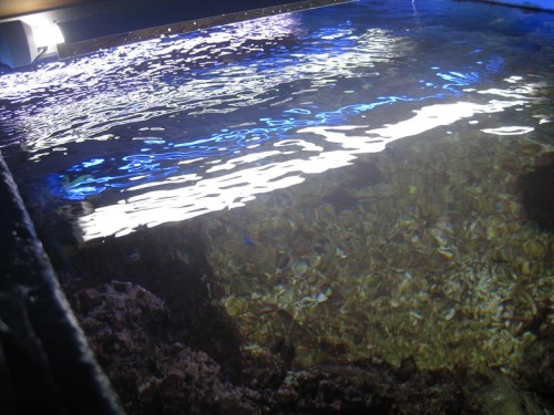 akvarie3.JPG