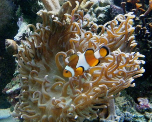 Min store anemone (Vist nok en Malu)