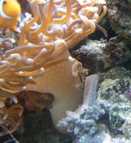 Anemone krabbe / vinke krabbe
