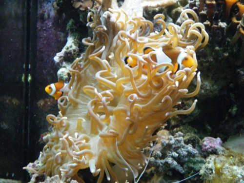 og anemonen igen :-)