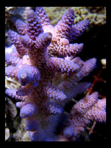 DecOcean (16).jpg