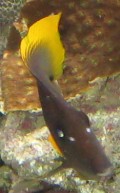 Ctenochetus tominiensis