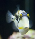 Rhinecanthus aculeatus