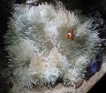 Heractis Crispa heractiscris