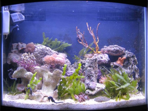 Reef Max