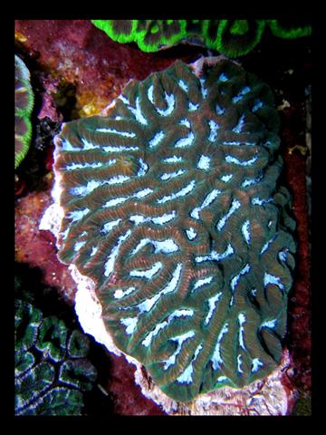 Decocean 8-1-10 (54).jpg