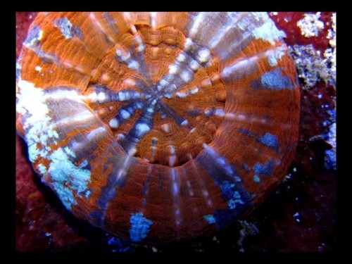 Decocean 8-1-10 (93).jpg