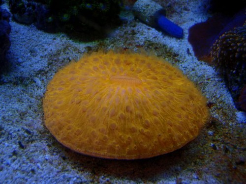 Orange Fungia.JPG