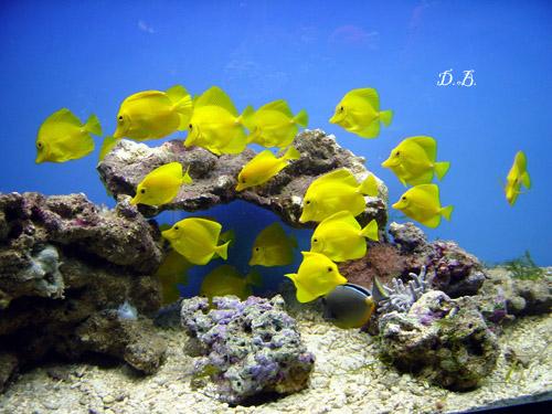 Fische01.jpg
