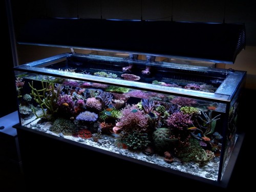 mijan2409tankpic30a.jpg