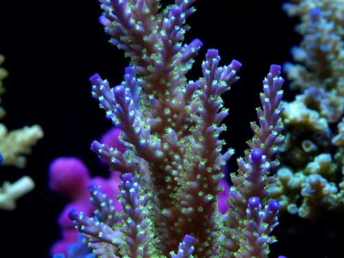 maoct052008tankpic13a.jpg