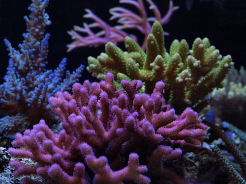 ssept272008tankpic10a.jpg