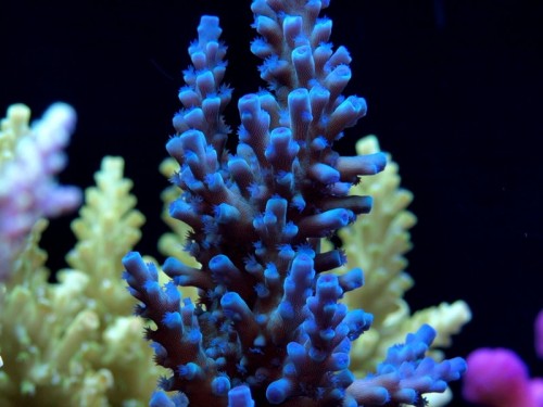 soct052008tankpic15a.jpg