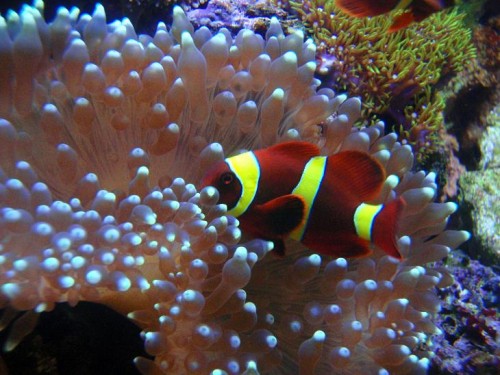 Mine ene Klovn i sin anemone.. :)