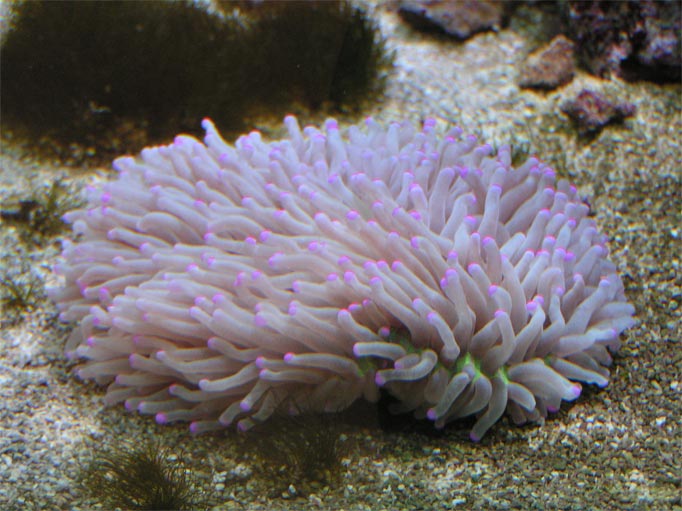 fungia