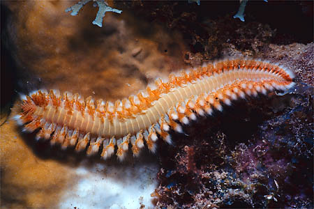 fireworm.jpg