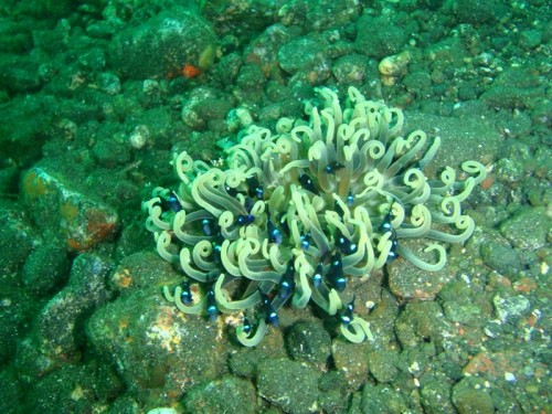 Indonesien2009 328 (Medium).jpg