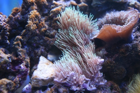 Clavularia viridis