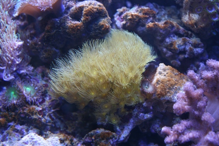 Parazoanthus sp.