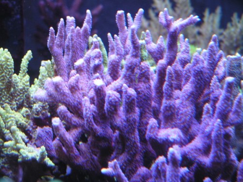 forum pic 120.jpg