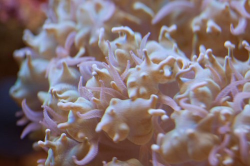 MACRO (9 of 21).jpg