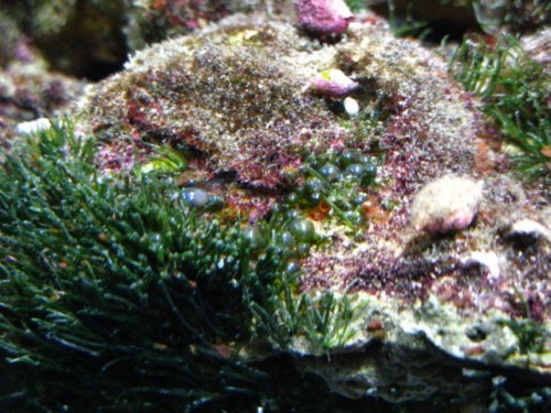 Muligvis Derbesia?