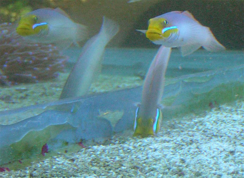 Valencienna Strigata