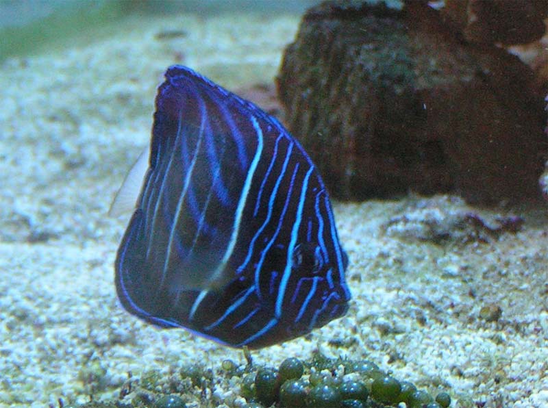Pomacanthus annularis supadolt