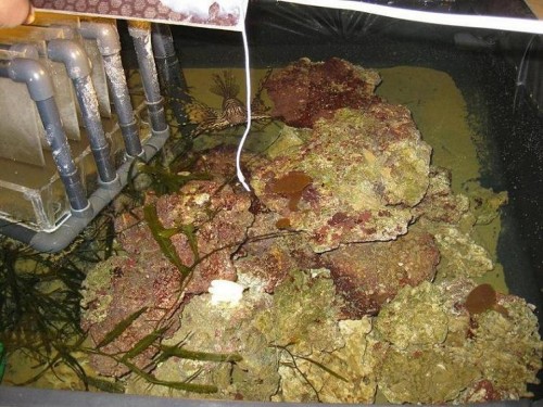 sump2.JPG