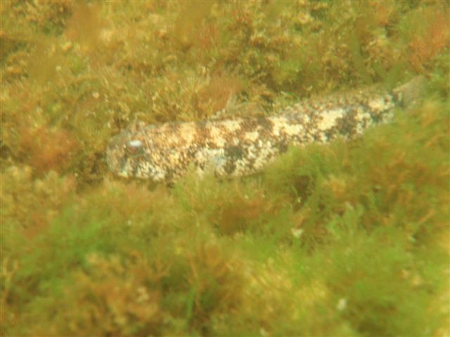 P8261619 (Small).JPG