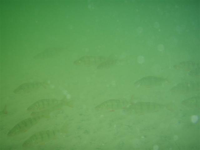 P8261557 (Small).JPG