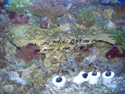 CIMG3874.JPG