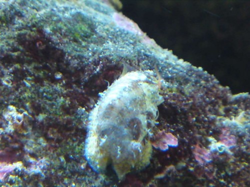 Snegl 2.jpg
