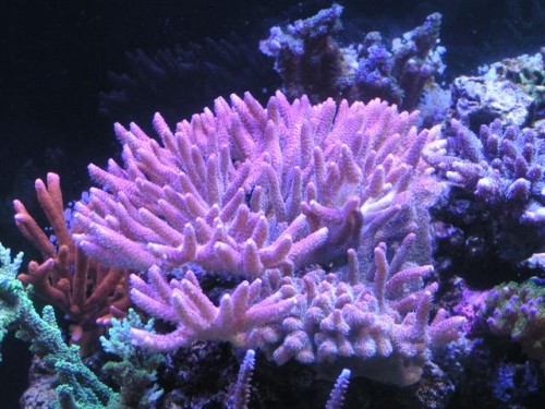 Billede (Small).jpg