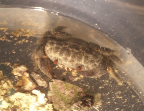 Krabbe3cm