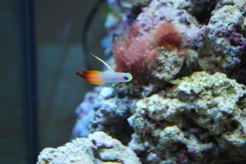 akvarie6-small.jpg