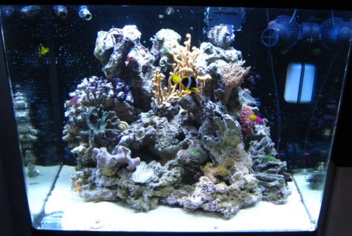 Full tank (5).JPG