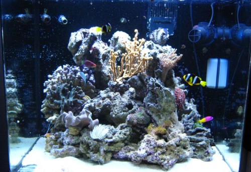 Full tank (1).JPG