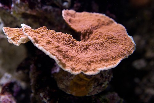 20100907  Akvarium 099.jpg