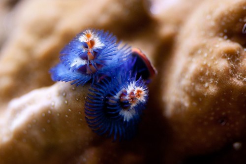 20100907  Akvarium 072.jpg