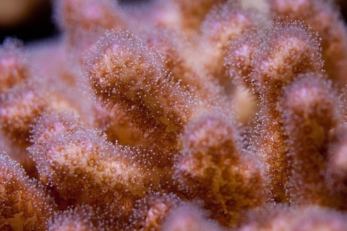 20100907  Akvarium 073.jpg