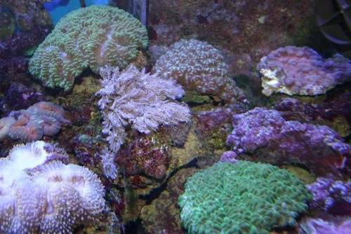 xl grøn physogyra 600.- L grøn physogyra 500.- bolschestribet rød acantha 700.- pink ehinophyllia m extra frag på 500.-
