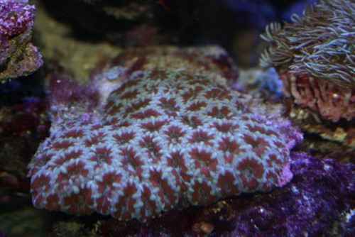 acantha ca 12-14 cm med en lille ny trachyphyllia 750.-