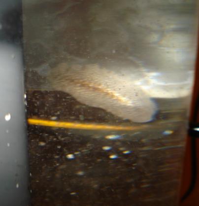 Vertex snegl 2.JPG