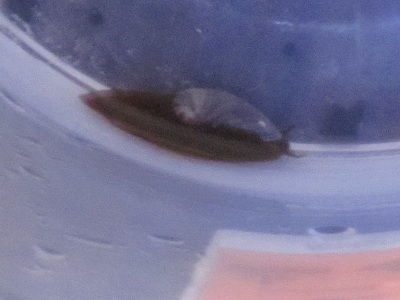 snegl 1 cm.jpg