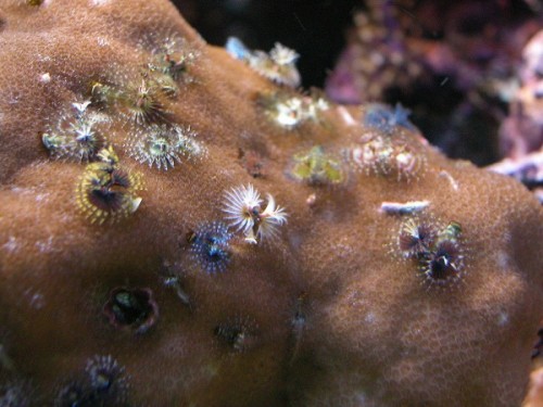 porites.jpg