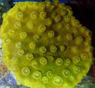 yellowcup.jpg