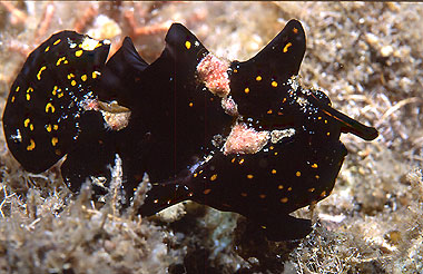 Fog_fish_ANTantennarius-maculatus-2.jpg