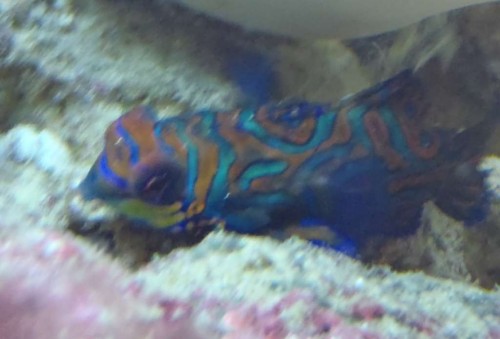 mandarin-1024.jpg